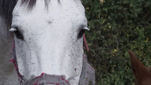 A white horse Stock Footage 119099298