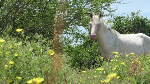White Horse Stock Footage 130540783