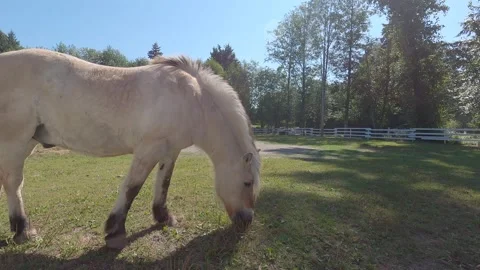 White horse Stock Footage 137622355