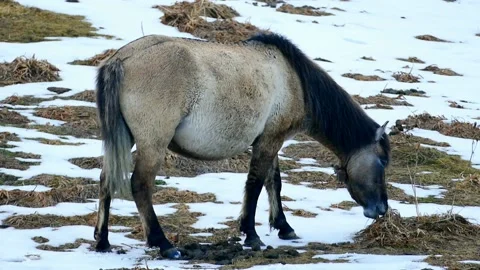 A white horse Video stock 140312333