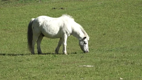 White horse Stock Footage 167959111