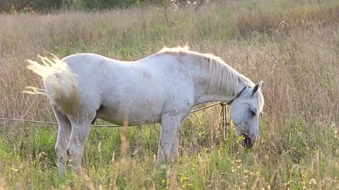 White horse. Stock Footage 168701531