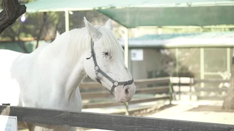 White Horse Stock Footage 223227785