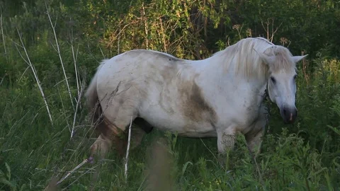 White horse in the forest Stock Footage 97224293