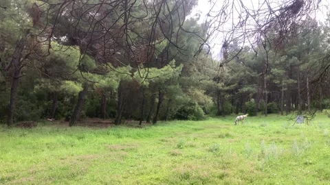 White Horse in the Forest Stock Footage 252068858