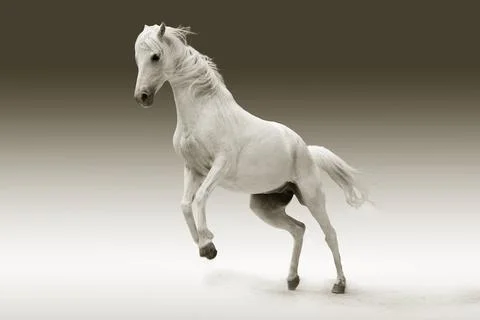 White horse galloping image Stock Photos
