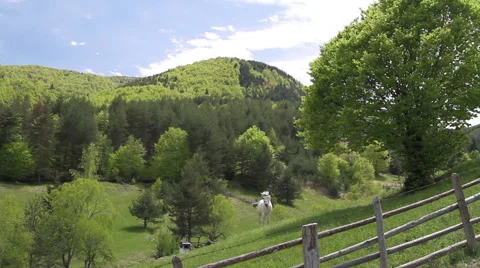 White horse gazing on a pasture in a mountain farm. Rural scene from the Rhodope Stock Footage 59359720