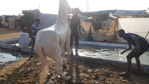 White Horse getting bath Video stock 197901598
