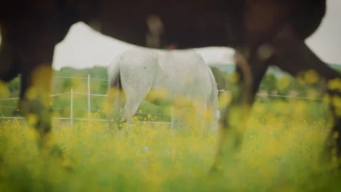 White horse grazes while dark horse passes by, slow motion Stock Footage 278419320