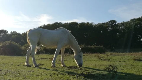 A white horse is grazing in backlight Stock Footage 86194290