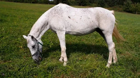 White horse grazing 库存影片 22845679