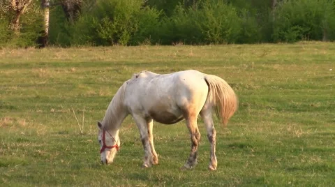 White horse grazing Stock-Footage 49598161