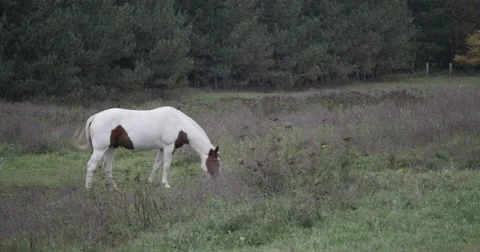 White Horse Grazing Stock Footage 61953653