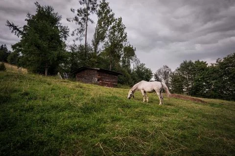 A white horse grazing in a grass field farm meadow next to a barn in a countr Stock Photos