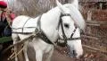 White horse in harness HD Footage