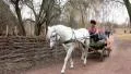 White horse in harness HD Footage
