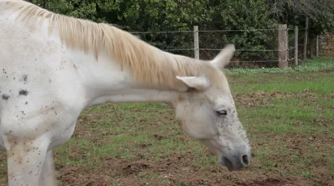 White horse head. Stock Footage 45620212