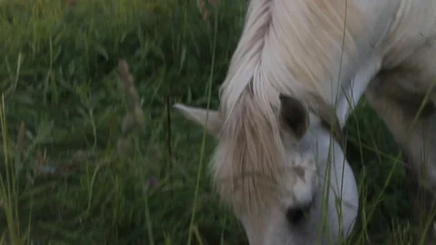 White horse head Stock Footage 97224334