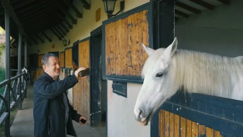 White horse head Stock Footage 168257118