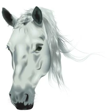 White Horse Head Stock Illustration