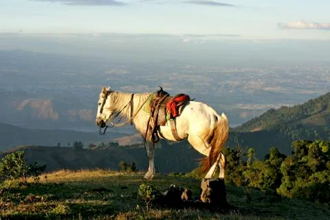 White horse on a hill near Guatemala city Pacaya Volcano Stock Photos