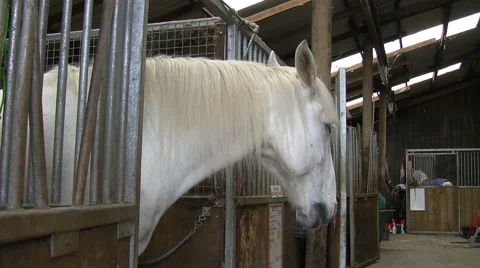 White horse in his stall Vídeo Stock 44689191
