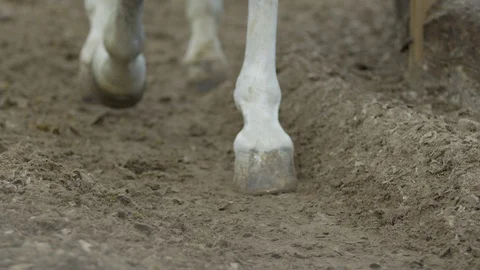 White horse hooves Stock Footage 86767882