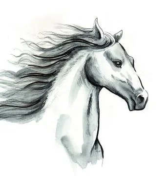 White horse Stock Illustration