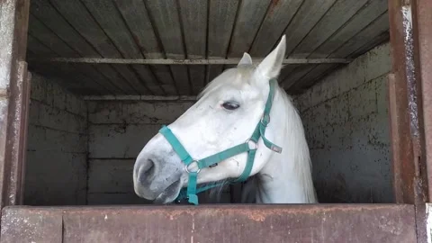 White horse inside his box Stock Footage 152709025