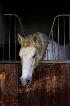 A white horse inside a rustic barn, creating a timeless portrait. Stock Photos