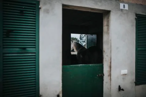 White horse inside a stable Stock Photos