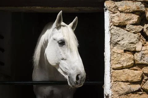 White horse in its corral White horse in its corral, Sa granja, municipali... Stock Photos