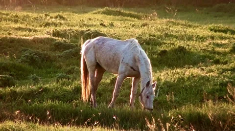 The White horse on a lawn eats a grass Stock Footage 37535873