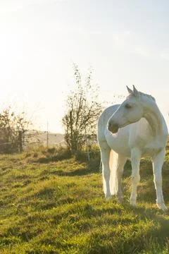 White horse is looking away while standing on green meadow at sunset in autum Stock Photos