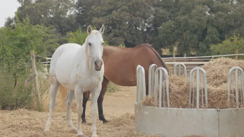 White horse looking at camera beside hay feeder with brown horse in paddock Stock Footage 339766227