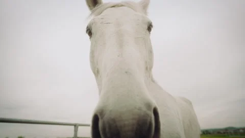 White horse looking down with its nose nearly touching the lens, slow motion Stock Footage 278418268