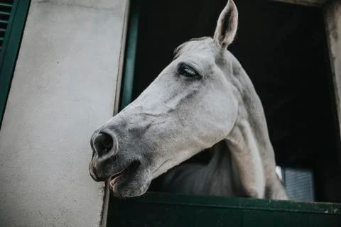 White horse looking to the side through the stable window Stock Photos