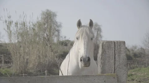 White horse looking in a yard Stockbeeldmateriaal 128281700