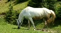 White horse on the meadow HD Footage