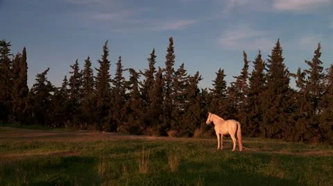 White horse in meadow Vidéo 20439264