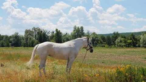 White Horse In a Meadow Stock Footage 77679571