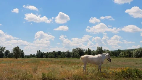 White horse in a meadow Stock Footage 77679624