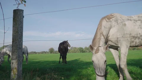 White horse on a meadow Stock Footage 96073350