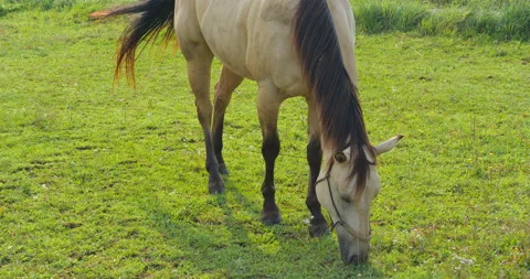 White horse on meadow Stock Footage 145490079