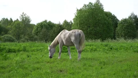 White horse in the meadow Stock Footage 239769312