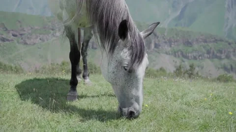 White horse in the mountains eats green grass close up Stock Footage 231799739