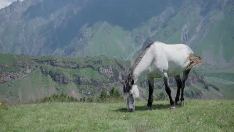 White horse in the mountains eats green grass Stock Footage 231799761