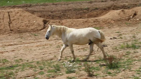 White horse moving towards brown horse Stock Footage