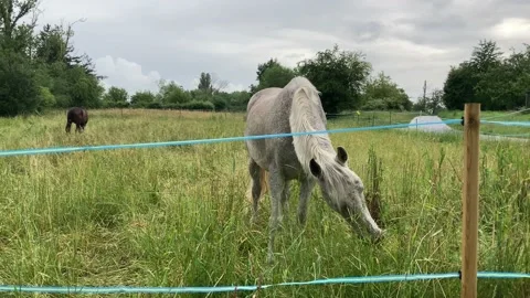 White horse munching on meadow grass Stock Footage