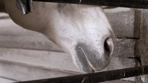 White Horse Muzzle Resting Behind Metal Bars Inside Wooden Stable Vídeo Stock 339074632